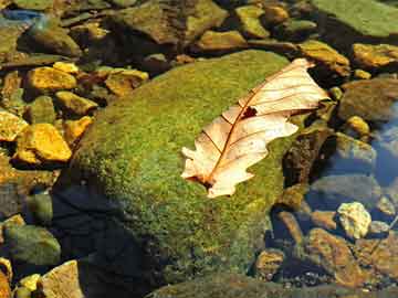 劉伯溫四肖八碼期期準(zhǔn)精選風(fēng)險(xiǎn),全面解答解釋落實(shí),關(guān)于劉伯溫四肖八碼期期準(zhǔn)精選的風(fēng)險(xiǎn)，全面解答、解釋與落實(shí)