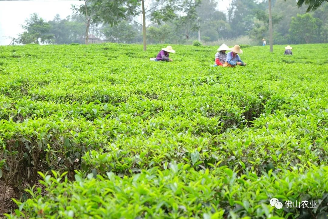 玳瑁山茶場最新招聘信息,玳瑁山茶場最新招聘信息概覽